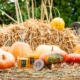 pumpkin geuren