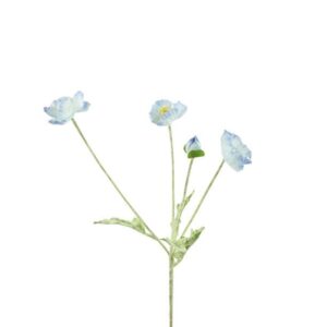 Countryfield Cosmos wit / creme