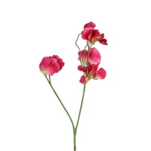 Countryfield Lathyrus oradus Donker roze