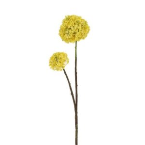 Countryfield Bloem Allium Geel