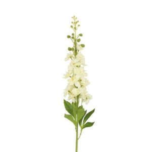 Countryfield Bloem Matthiola Crème