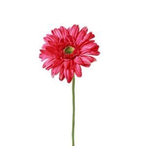 Countryfield Gerbera Donker roze